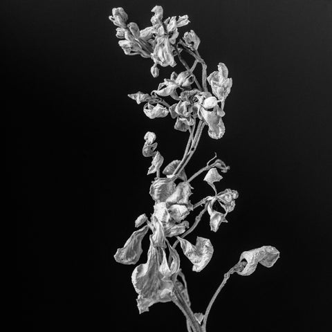 "Enchanted" by Donna Permell